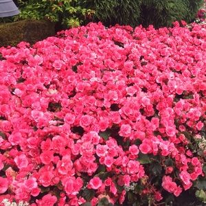 Meet your Posher, Harriet